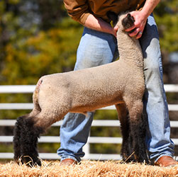 Online Sheep Sale Results - Show Stock Planet