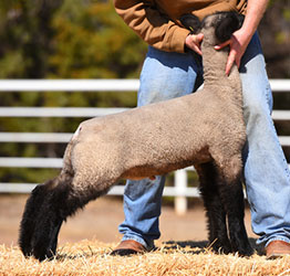 Online Sheep Sale Results - Show Stock Planet