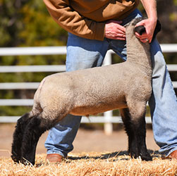 Online Sheep Sale Results - Show Stock Planet