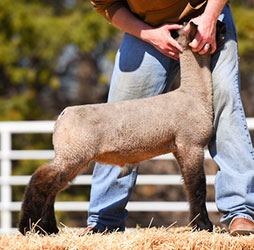 Online Sheep Sale Results - Show Stock Planet