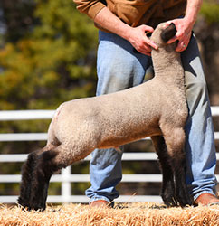 Online Sheep Sale Results - Show Stock Planet