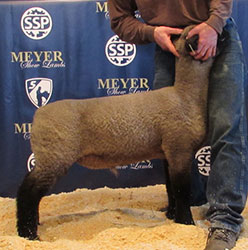 Online Sheep Sale Results - Show Stock Planet