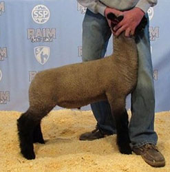 Online Sheep Sale Results - Show Stock Planet