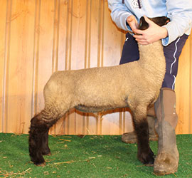 Online Sheep Sale Results - Show Stock Planet