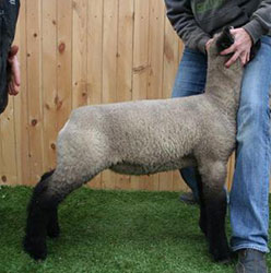 Online Sheep Sale Results - Show Stock Planet