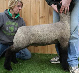 Online Sheep Sale Results - Show Stock Planet