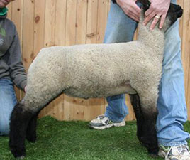 Online Sheep Sale Results - Show Stock Planet