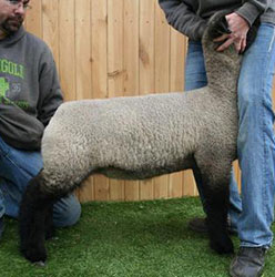 Online Sheep Sale Results - Show Stock Planet