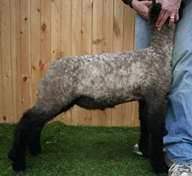 Online Sheep Sale Results - Show Stock Planet