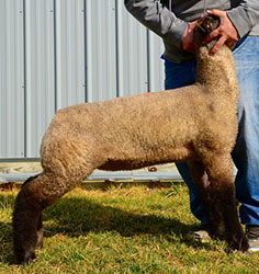 Online Sheep Sale Results - Show Stock Planet