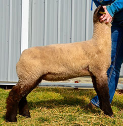 Online Sheep Sale Results - Show Stock Planet