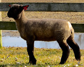 Online Sheep Sale Results - Show Stock Planet