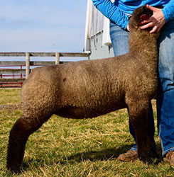 Online Sheep Sale Results - Show Stock Planet