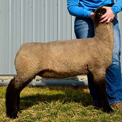 Online Sheep Sale Results - Show Stock Planet