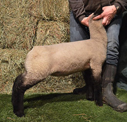 Online Sheep Sale Results - Show Stock Planet