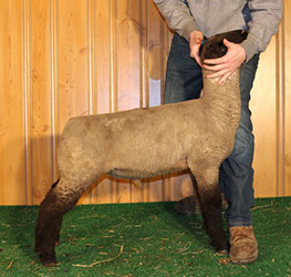 Online Sheep Sale Results - Show Stock Planet