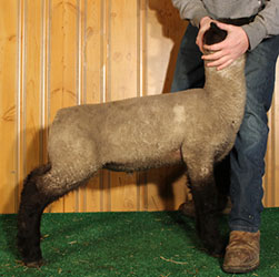 Online Sheep Sale Results - Show Stock Planet