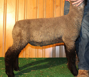 Online Sheep Sale Results - Show Stock Planet