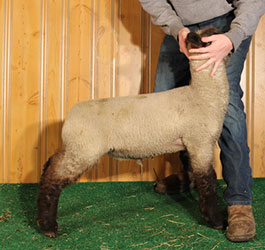 Online Sheep Sale Results - Show Stock Planet