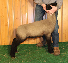 Online Sheep Sale Results - Show Stock Planet