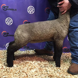 Online Sheep Sale Results - Show Stock Planet