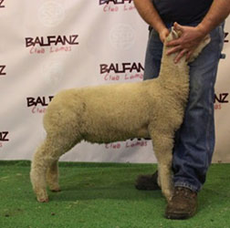 Online Sheep Sale Results - Show Stock Planet