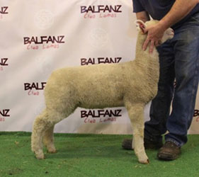 Online Sheep Sale Results - Show Stock Planet