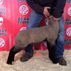 Online Sheep Sale Results - Show Stock Planet