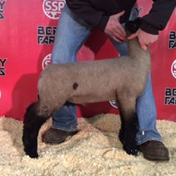 Online Sheep Sale Results - Show Stock Planet