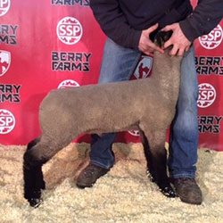 Online Sheep Sale Results - Show Stock Planet