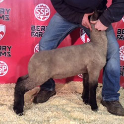 Online Sheep Sale Results - Show Stock Planet