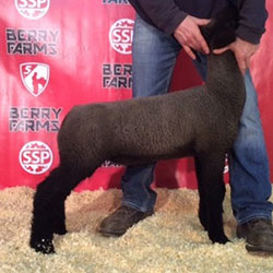 Online Sheep Sale Results - Show Stock Planet