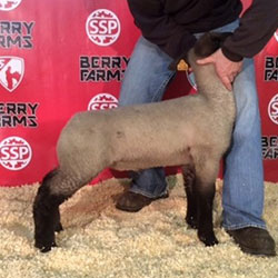 Online Sheep Sale Results - Show Stock Planet