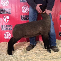 Online Sheep Sale Results - Show Stock Planet