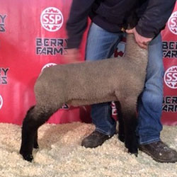 Online Sheep Sale Results - Show Stock Planet