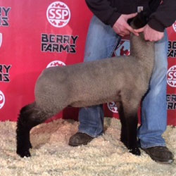 Online Sheep Sale Results - Show Stock Planet