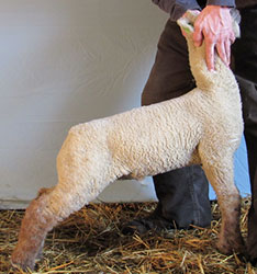 Online Sheep Sale Results - Show Stock Planet