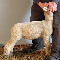 Online Sheep Sale Results - Show Stock Planet