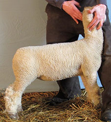 Online Sheep Sale Results - Show Stock Planet