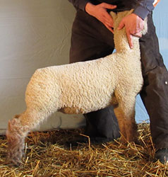 Online Sheep Sale Results - Show Stock Planet