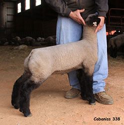 Online Sheep Sale Results - Show Stock Planet