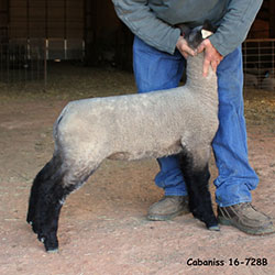 Online Sheep Sale Results - Show Stock Planet