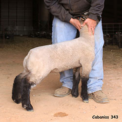 Online Sheep Sale Results - Show Stock Planet