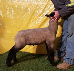 Online Sheep Sale Results - Show Stock Planet