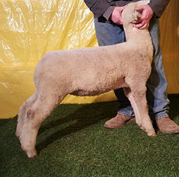 Online Sheep Sale Results - Show Stock Planet