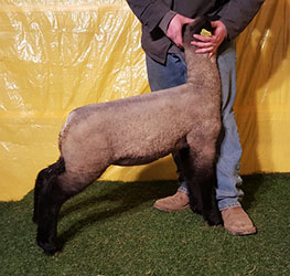 Online Sheep Sale Results - Show Stock Planet