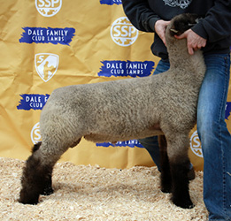 Online Sheep Sale Results - Show Stock Planet