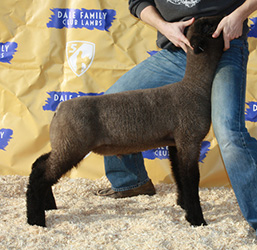 Online Sheep Sale Results - Show Stock Planet