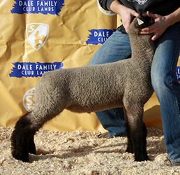 Online Sheep Sale Results - Show Stock Planet