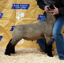 Online Sheep Sale Results - Show Stock Planet